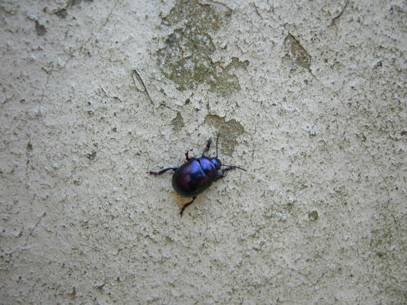 Chrysolina sturmi